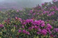 Rhododendron in Foreground of More Rhododendron