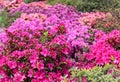 Rhododendron in full bloom with bright pink, coral and magenta flowers. Blooming azalea bushes with plenty of buds and flowers Royalty Free Stock Photo