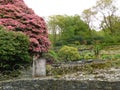 Rhododendron gardens designed by John Ruskin at the Brantwood Museum in the Lake District Royalty Free Stock Photo