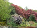 Rhododendron gardens designed by John Ruskin at the Brantwood Museum in the Lake District