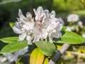 Rhododendron Gomer Waterer - white image Royalty Free Stock Photo