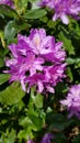 Rhododendron, a great garden flower