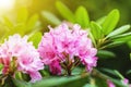 Rhododendron Haaga/ fabulous pink flower in the morning sunlight. blurred soft floral backdrop for text and design