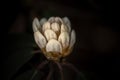 Rhododendron, Halfdan Lem, white Royalty Free Stock Photo