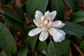 Rhododendron, Halfdan Lem, white