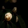 Rhododendron, Halfdan Lem, white