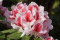 Rhododendron, herald of spring, flower of the gardens Royalty Free Stock Photo
