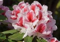 Rhododendron, herald of spring, flower of the gardens Royalty Free Stock Photo