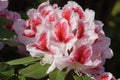 Rhododendron, herald of spring, flower of the gardens Royalty Free Stock Photo