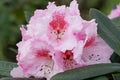 Rhododendron, herald of spring, flower of the gardens Royalty Free Stock Photo