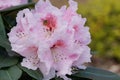 Rhododendron, herald of spring, flower of the gardens Royalty Free Stock Photo