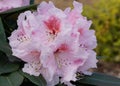Rhododendron, herald of spring, flower of the gardens Royalty Free Stock Photo