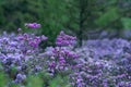 Rhododendron hippophaeoides