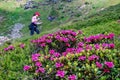 Rhododendron hirsutum, the hairy alpenrose, with a female hiker in the back