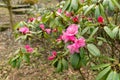 Rhododendron Hirtipes plant in Zurich in Switzerland Royalty Free Stock Photo