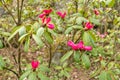 Rhododendron Hirtipes plant in Zurich in Switzerland Royalty Free Stock Photo