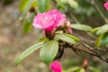 Rhododendron Hirtipes plant in Zurich in Switzerland Royalty Free Stock Photo