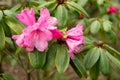 Rhododendron Hirtipes plant in Zurich in Switzerland Royalty Free Stock Photo