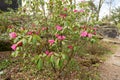 Rhododendron Hirtipes plant in Zurich in Switzerland Royalty Free Stock Photo