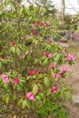 Rhododendron Hirtipes plant in Zurich in Switzerland Royalty Free Stock Photo