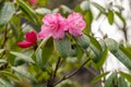 Rhododendron Hirtipes plant in Zurich in Switzerland Royalty Free Stock Photo