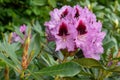 Rhododendron Hybrid Kabarett, Rhododendron hybrid Royalty Free Stock Photo