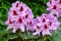 Rhododendron Hybrid Kabarett, Rhododendron hybrid Royalty Free Stock Photo