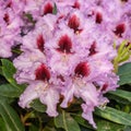 Rhododendron Hybrid Kabarett, Rhododendron hybrid Royalty Free Stock Photo