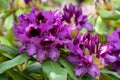 Rhododendron Hybrid Orakel, Rhododendron hybrid Royalty Free Stock Photo