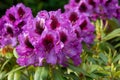 Rhododendron Hybrid Orakel, Rhododendron hybride Royalty Free Stock Photo