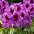 Rhododendron Hybrid Orakel, Rhododendron hybride Royalty Free Stock Photo