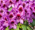 Rhododendron Hybrid Orakel, Rhododendron hybride Royalty Free Stock Photo