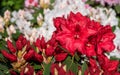 Rhododendron Hybrid Rabatz Royalty Free Stock Photo