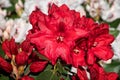 Rhododendron Hybrid Rabatz Royalty Free Stock Photo