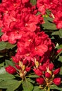 Rhododendron Hybrid Rabatz, Rhododendron hybrid Royalty Free Stock Photo