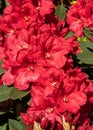Rhododendron Hybrid Rabatz, Rhododendron hybrid Royalty Free Stock Photo