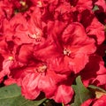 Rhododendron Hybrid Rabatz, Rhododendron hybrid Royalty Free Stock Photo