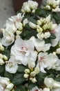 Rhododendron indicum Azalea indica, pink azalea in bloom, organic garden Guatemala. Royalty Free Stock Photo