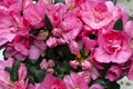 Rhododendron indicum Azalea indica, pink azalea in bloom, organic garden Guatemala. Royalty Free Stock Photo