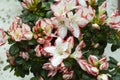 Rhododendron indicum Azalea indica, pink azalea in bloom, organic garden Guatemala. Royalty Free Stock Photo