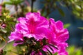 Rhododendron indicum Azalea indica, pink azalea in bloom, organic garden Guatemala. Royalty Free Stock Photo