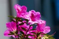 Rhododendron indicum Azalea indica, pink azalea in bloom, organic garden Guatemala. Royalty Free Stock Photo