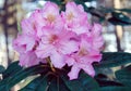 Rhododendron inflorescence on a bush Royalty Free Stock Photo