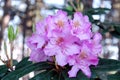 Rhododendron inflorescence on a bush Royalty Free Stock Photo