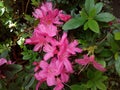 Rhododendron japanese, azalea