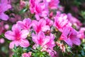 Rhododendron japonicum - Pink flowers of Azalee Royalty Free Stock Photo