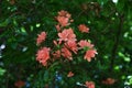 Rhododendron kaempferi flowers