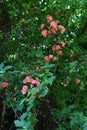 Rhododendron kaempferi flowers