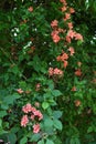 Rhododendron kaempferi flowers