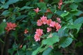 Rhododendron kaempferi flowers